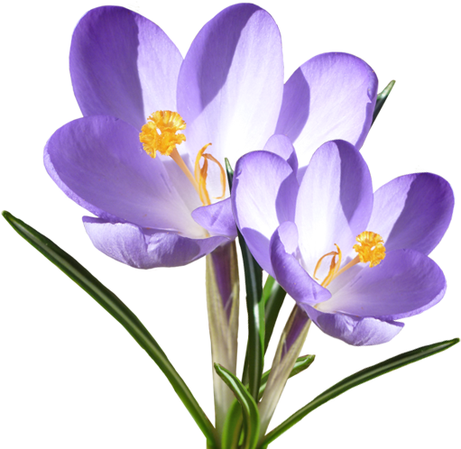 Crocus - Crocus (528x600)