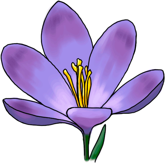 Draw A Crocus Step By Step (600x600)