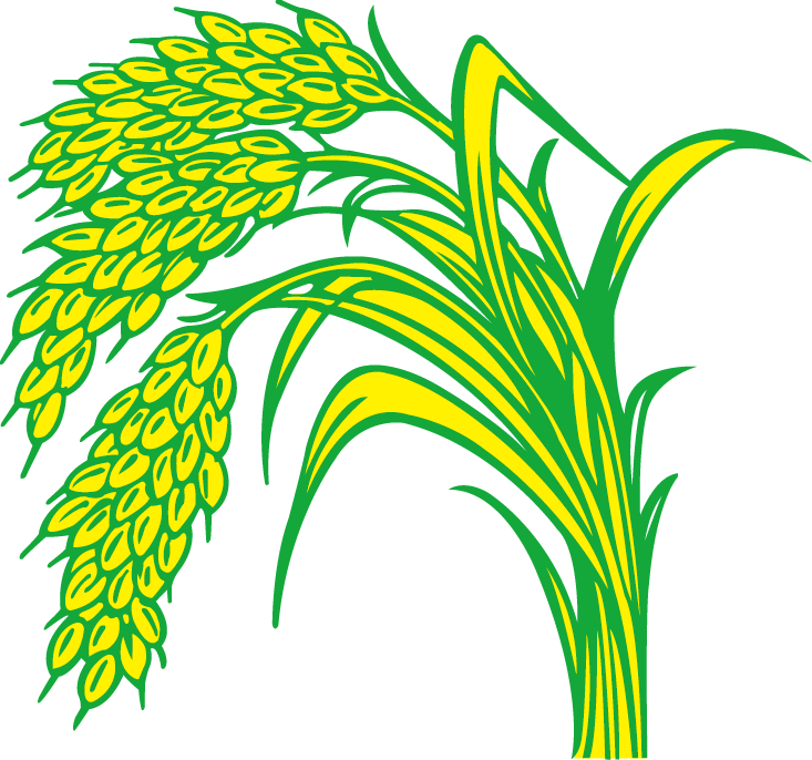 Rice Paddy Field - Rice (733x686)