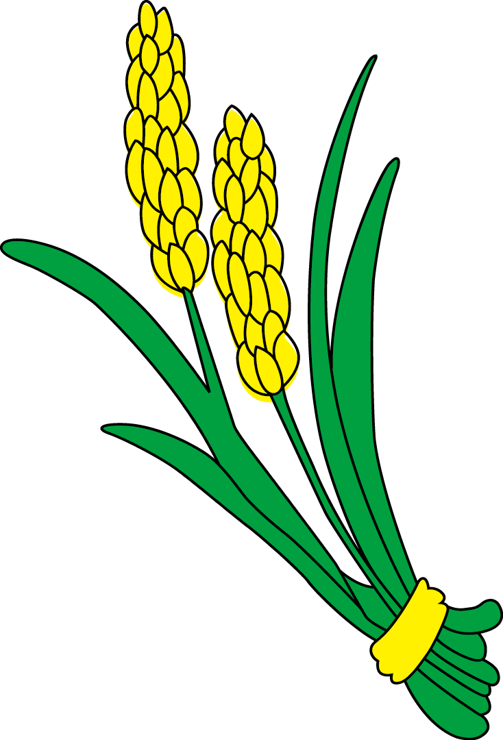 Rice Gadu Paddy Field Gratis - Rice (734x1080)