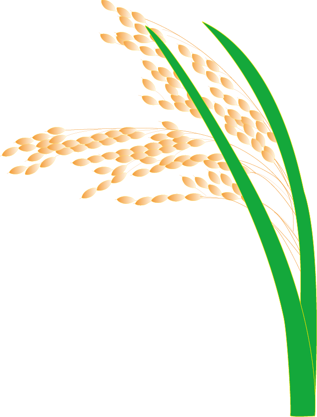 Rice Paddy Field - Rice (648x851)