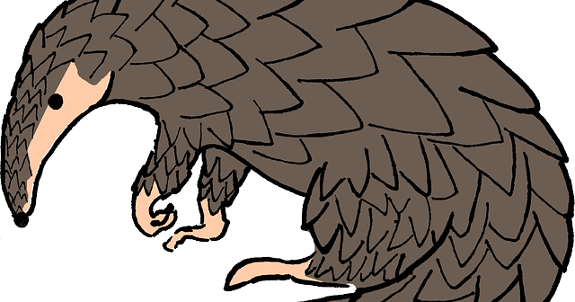 Pangolin Drawing (640x336)