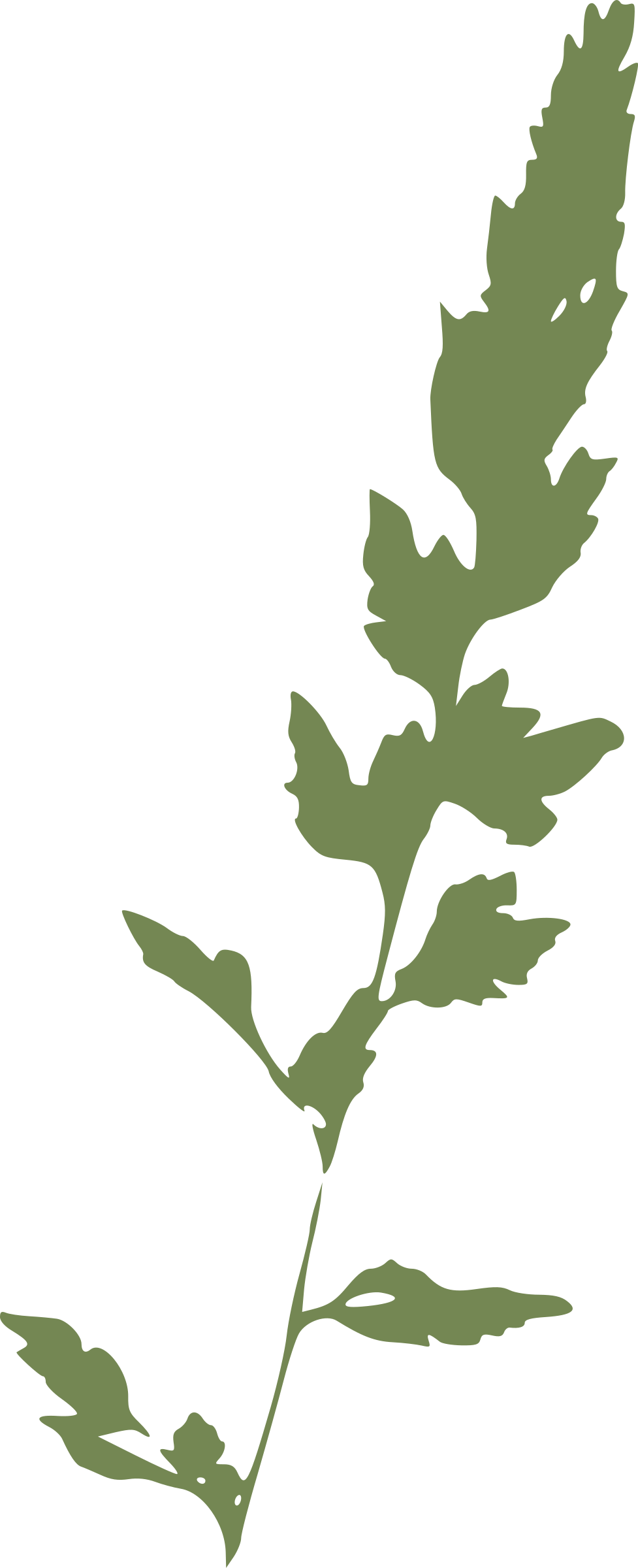 Canary Grass - Grass Clipart (977x2400)