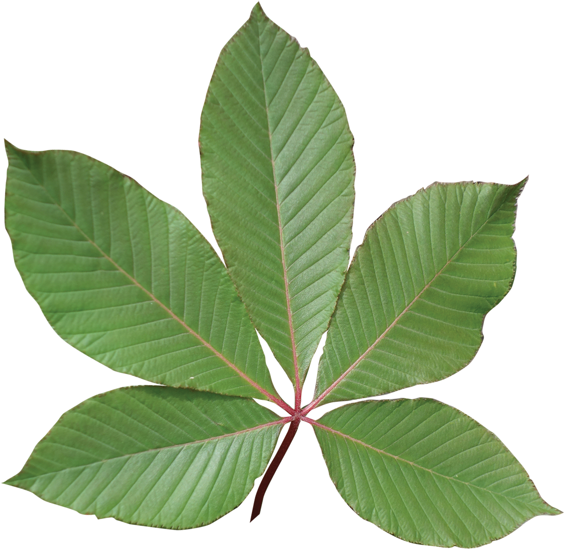 Image Result For Buckeye Leaf - Red Buckeye Tree Leaf (1200x1208)