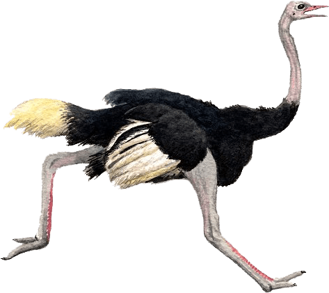 Ostrich Transparent (500x435)