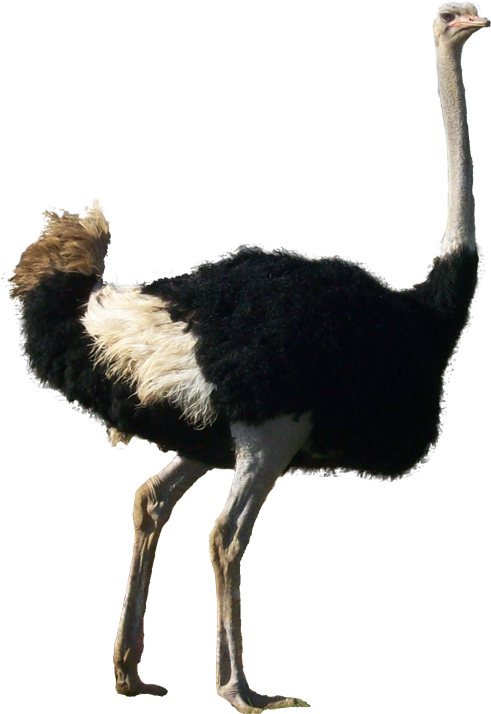 Ostrich Transparent Background - أسماء الطيور (503x726)