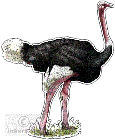 Ostrich Decal - Art (483x590)
