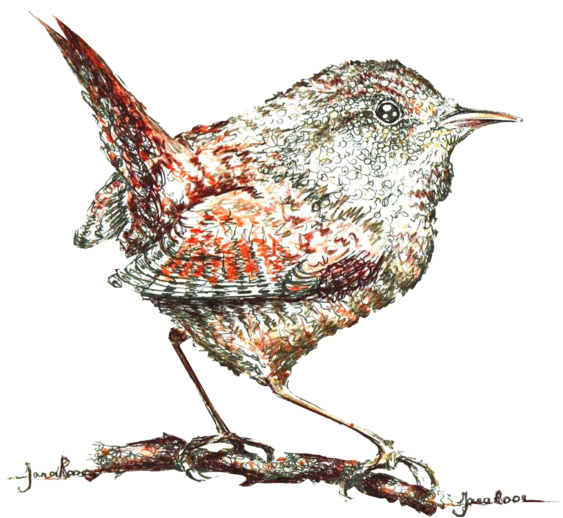 Hand Drawn Illustration - Marsh Wren (690x670)