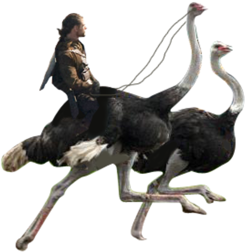 Ostrich Png (600x576)