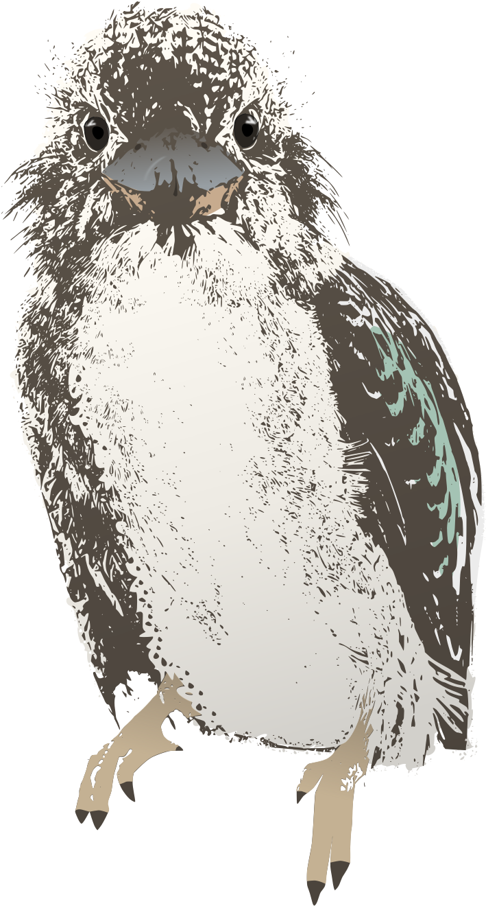 Bird Clipart - Kookaburra (913x1500)