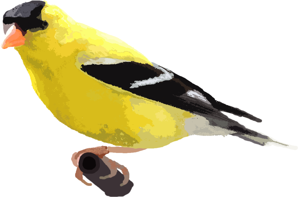 Finch Png Picture - Design (1024x678)