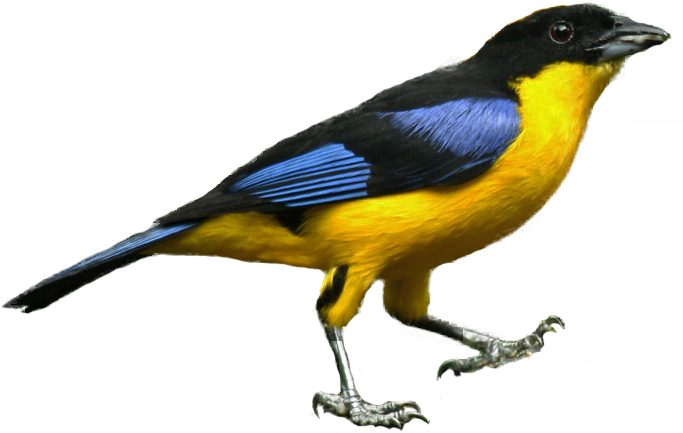 Blue-winged Tanager - Blue (706x453)