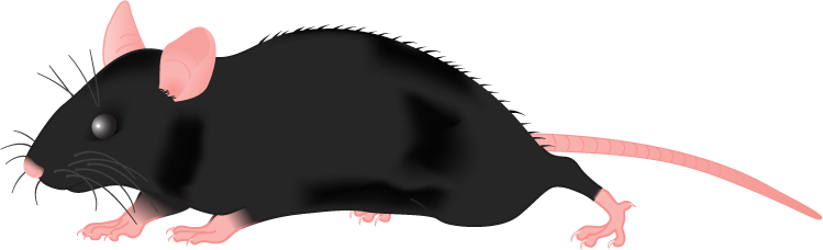 C57bl 6 Mice Cartoon (749x228)