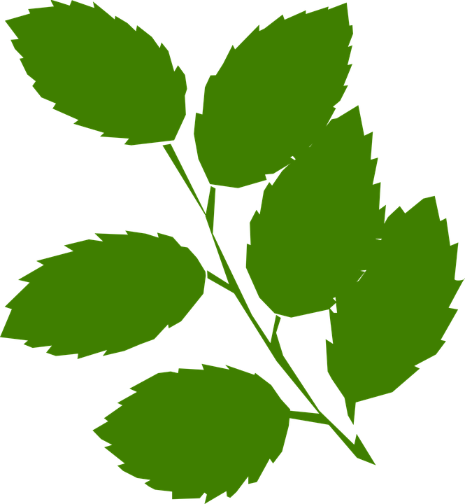 Mint Leaves Clip Art (665x720)