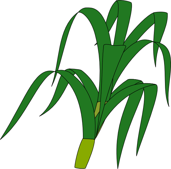 Stalk Clipart (600x593)