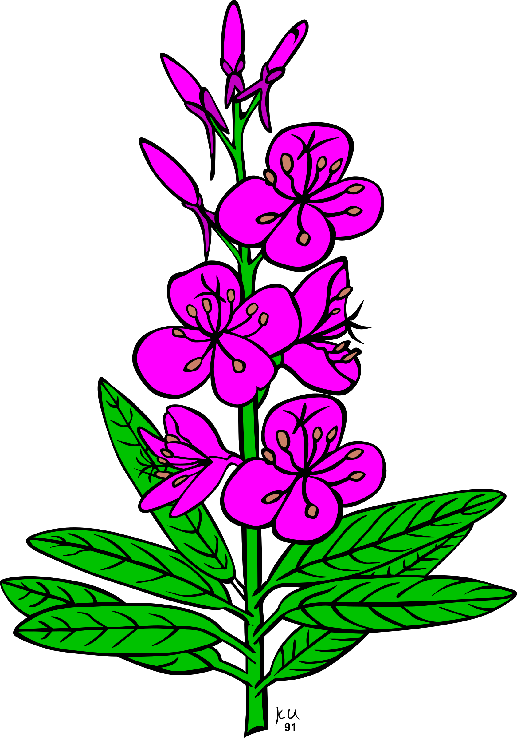 Flowers - Fireweed Clipart (1683x2400)
