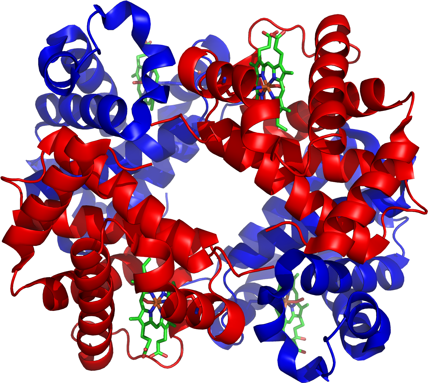 Happy Holidays - Does Oxygen Bind To Hemoglobin (1600x1600)