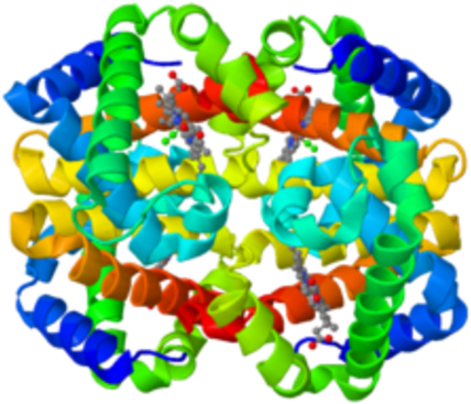 Fetal Hemoglobin - Sickle Cell Disease (480x480)