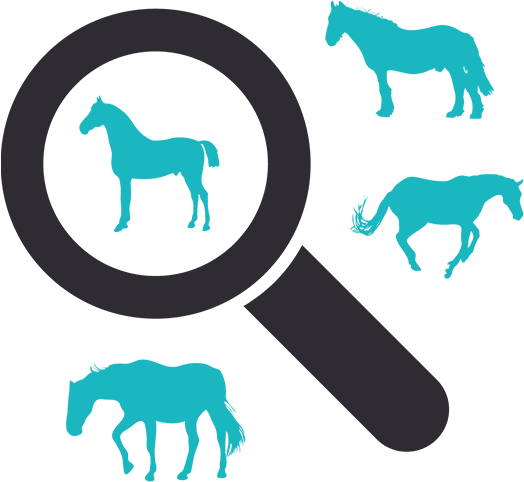 Horse (740x534)