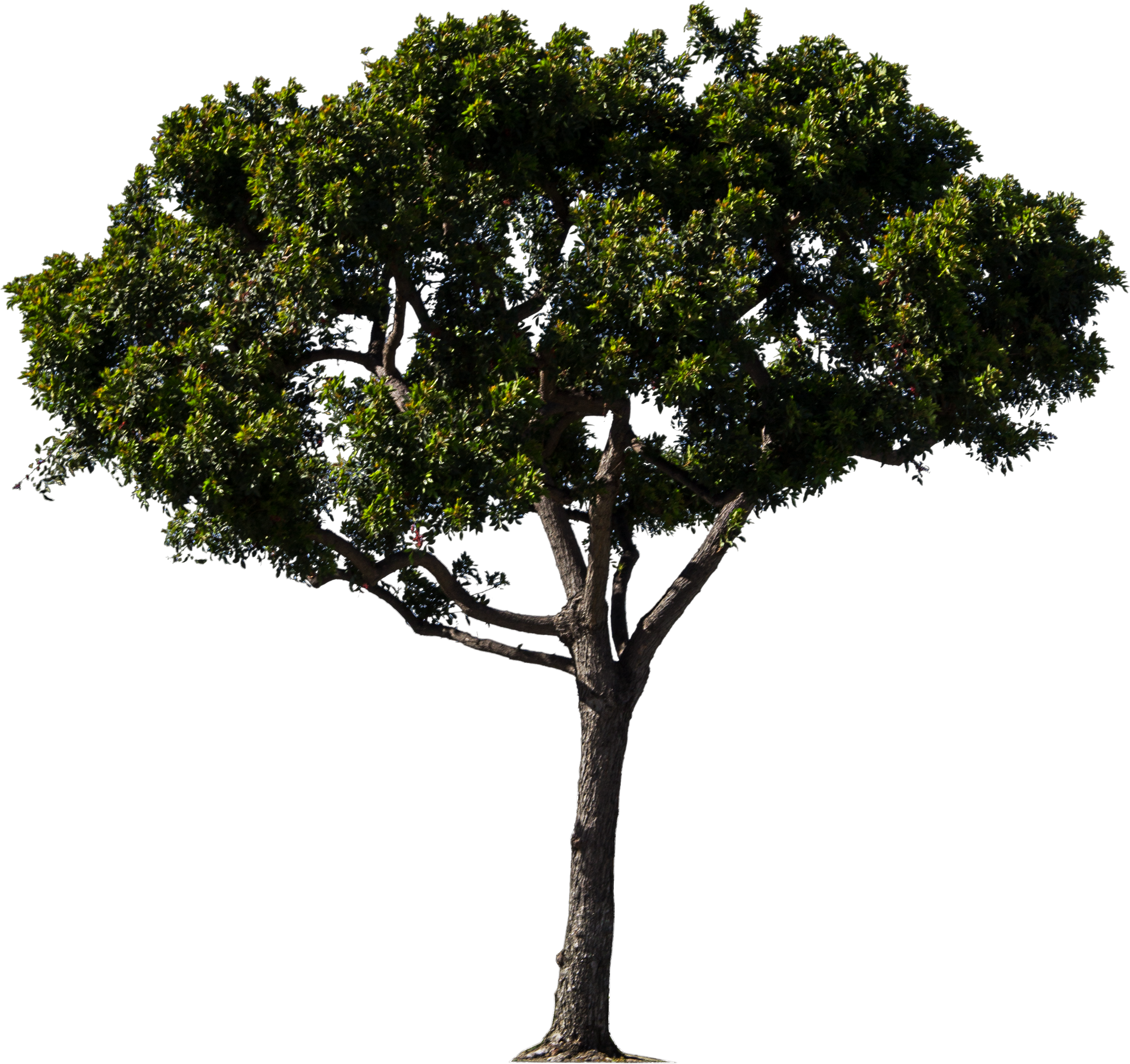 Tree - Tree Bitmap (3372x3156)