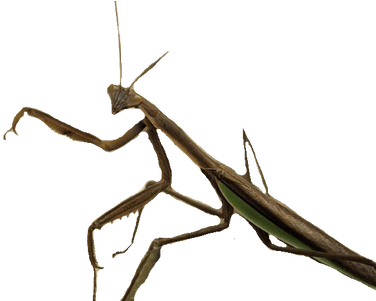 Transparent Insect (400x400)