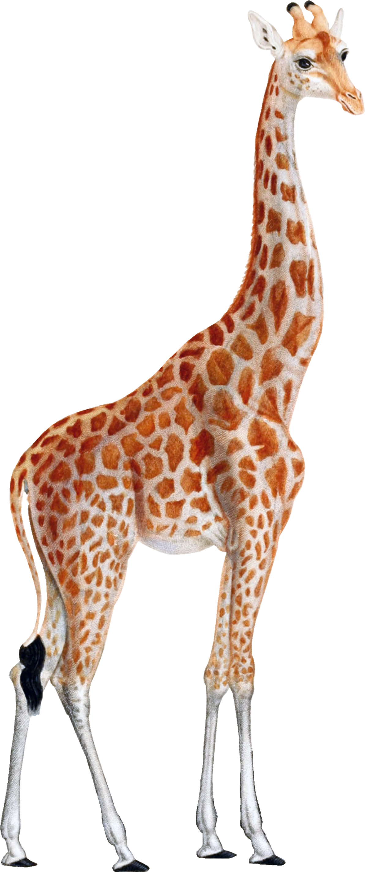 Giraffe Framed Art Print Multi (2400x3000)