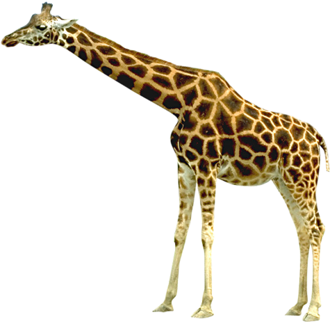 Giraffe Transparent Background (500x495)