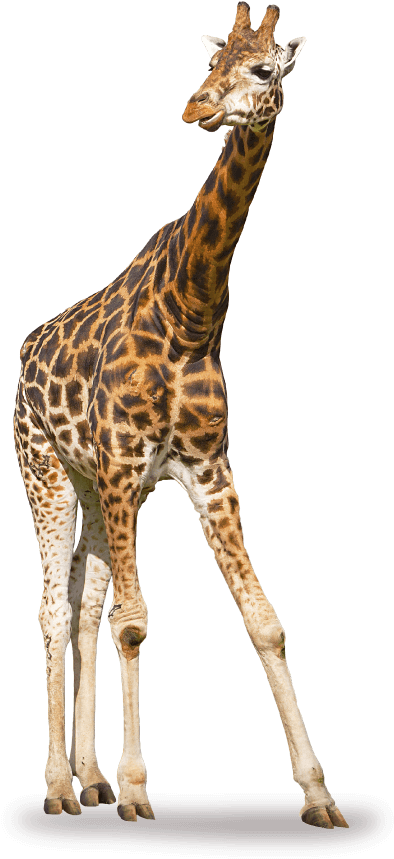 Buy It Now - Giraffe (400x877)