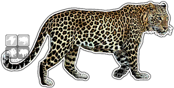 Indian Leopard Art Decal - Indian Leopard (590x315)