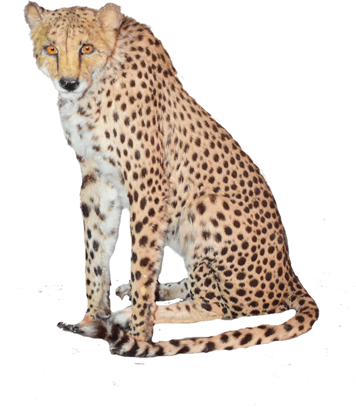 Cheetah (1280x960)