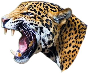 Jaguar Jaw (500x333)