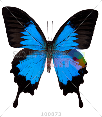 Ulysses Butterfly (340x388)