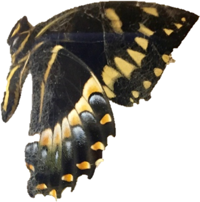 Cater4 - Spicebush Swallowtail (484x506)