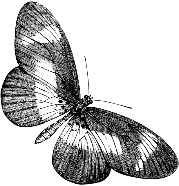 Animal (617x640)