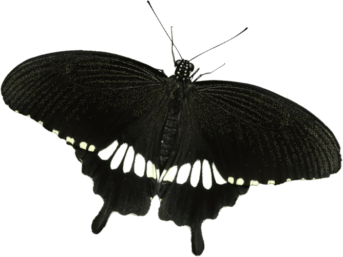 Common Mormon - Limenitis (668x501)
