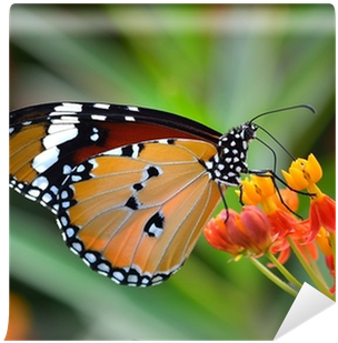 Orange (400x400)