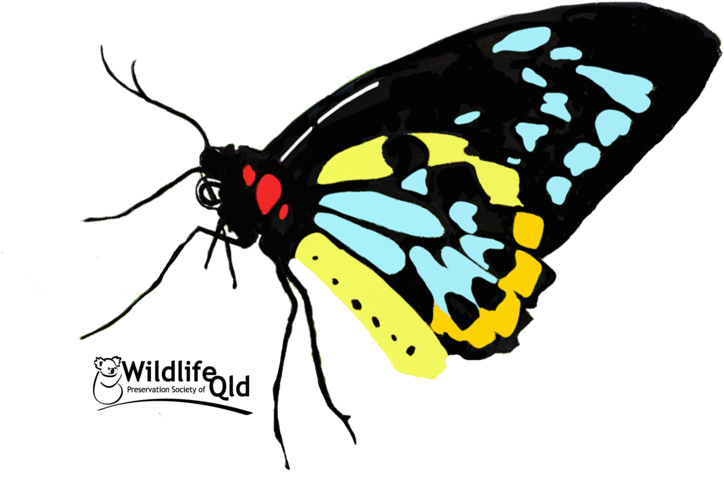 Butterfly World (800x640)