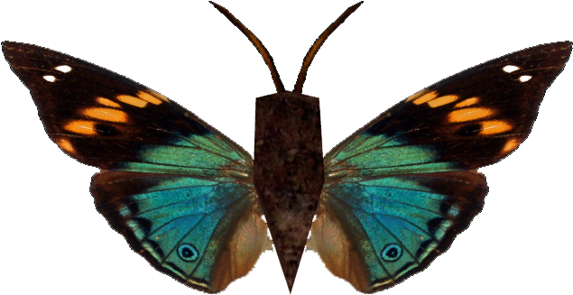 Sara Longwing (634x634)