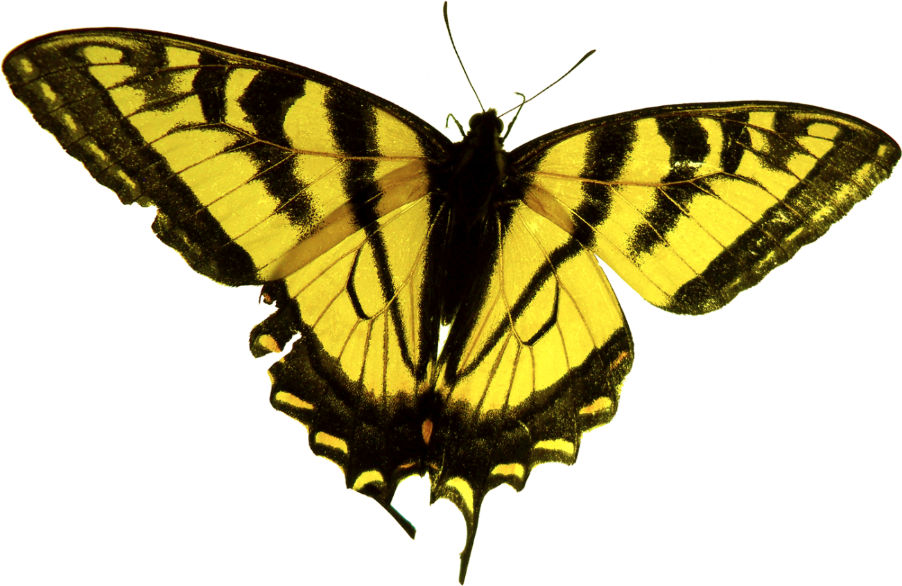 Papilio (2000x1997)
