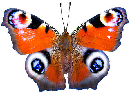Nature, Animals, Butterfly, Insect - Набор Для Вышивания Гладью Матренин Посад Шоколадница, (510x340)