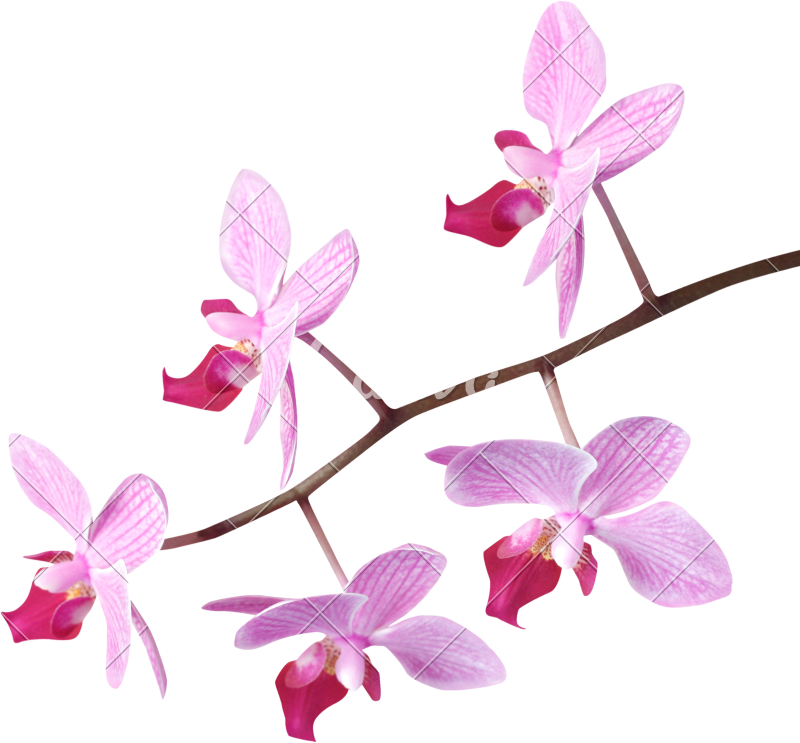 Orchids - Berg-frauenschuh By Erwin Dee Kord (editor) (9786138610694) (800x743)