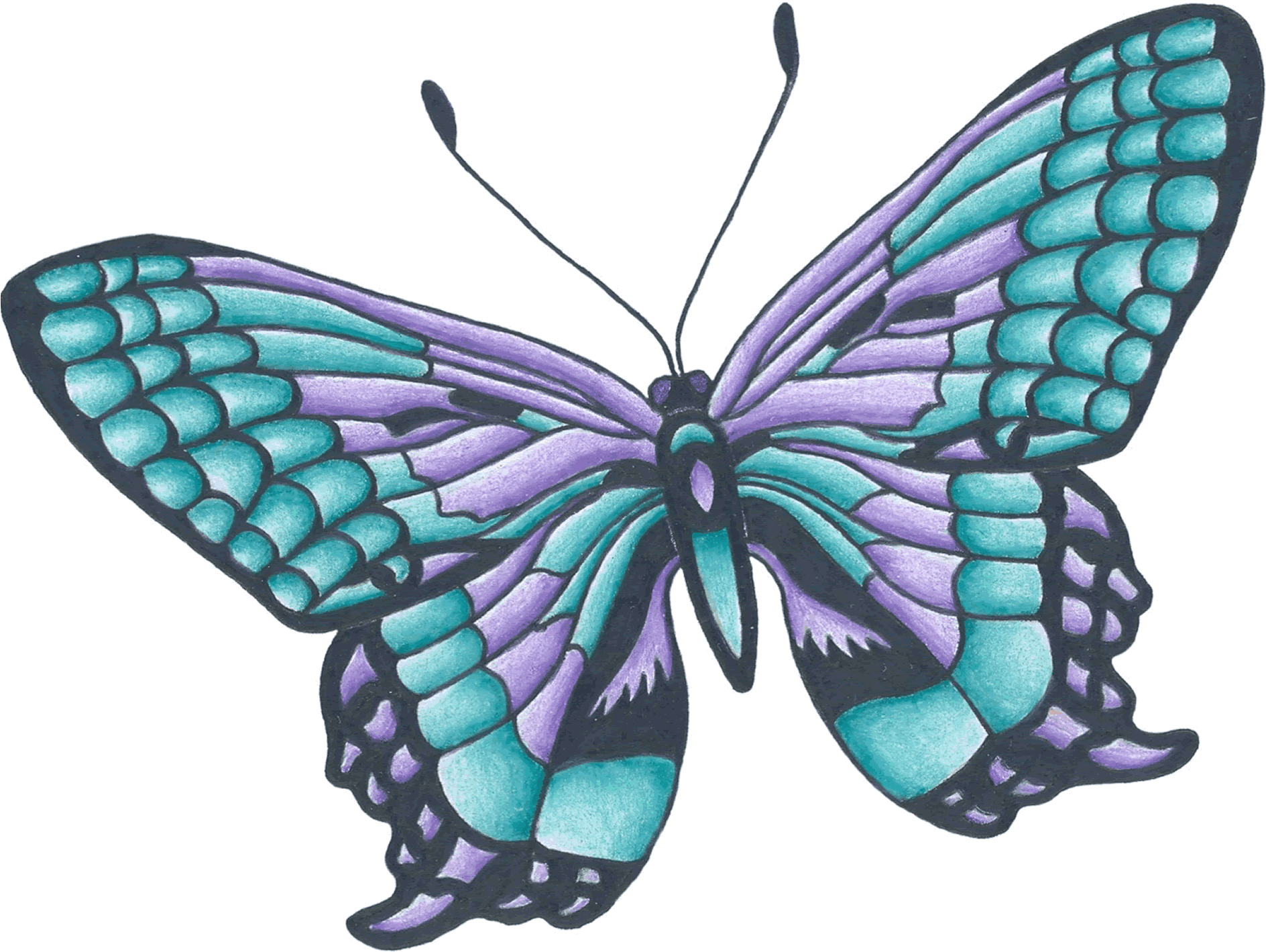Butterfly Drawings Colour (1894x1418)