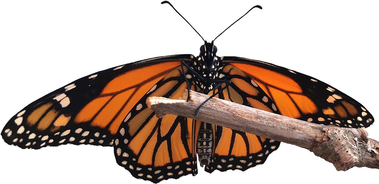 Monarch Lifecycle - Monarch Butterfly (1280x725)