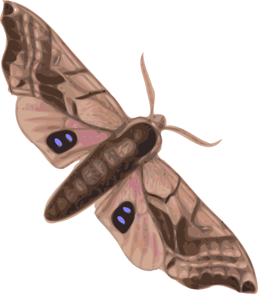 Moth Clipart (522x595)