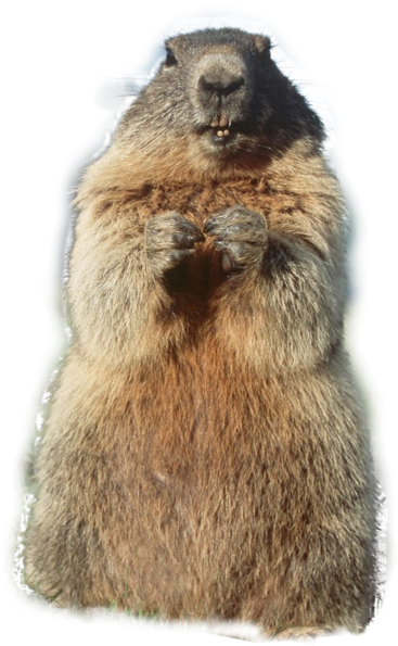 Marmot (1024x768)