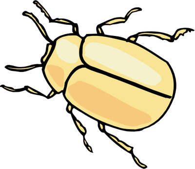 Drawn Insect Beetle - Draw A Beetle Insect (400x348)
