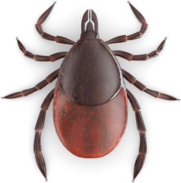 Tick Vs Bed Bug (425x600)