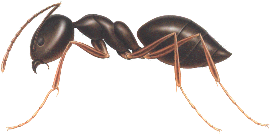 Ants - Ant (983x495)