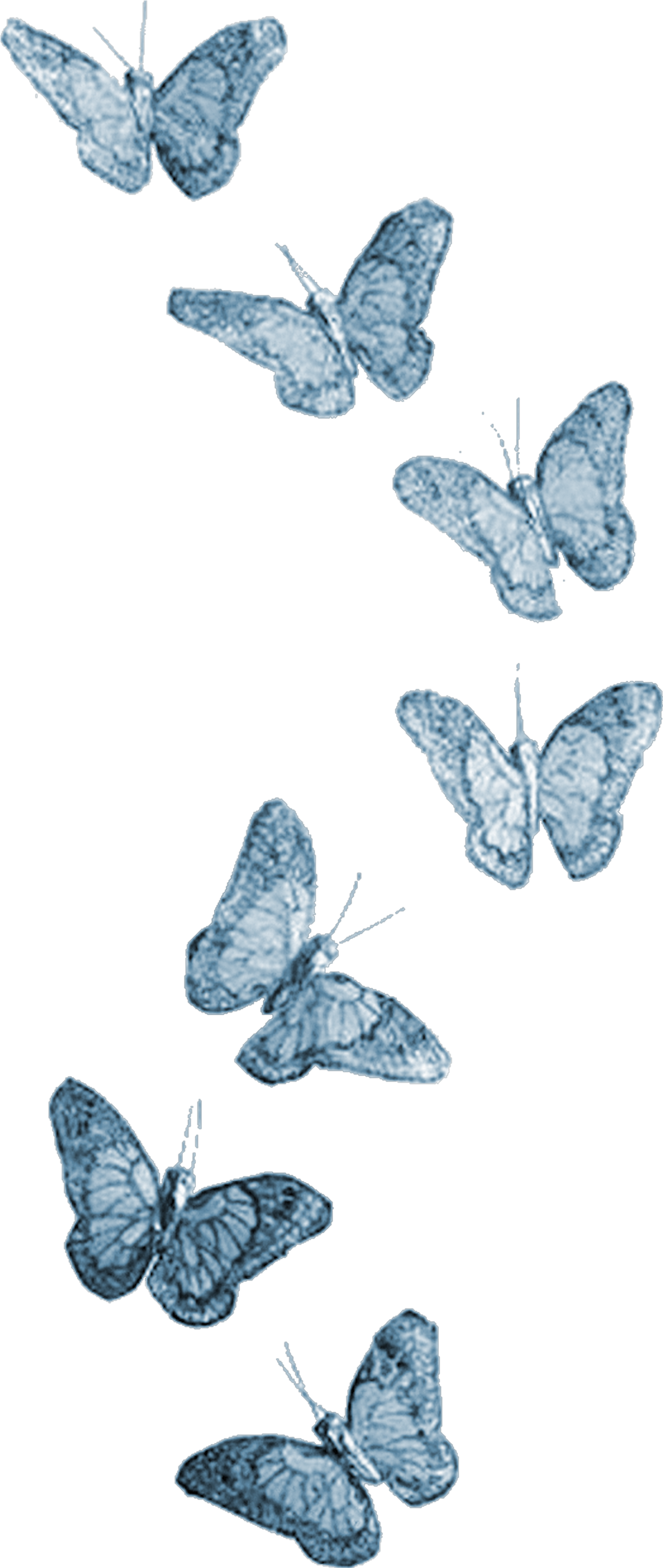 Irchav Все Записи Автора - Holly Blue (2149x3600)