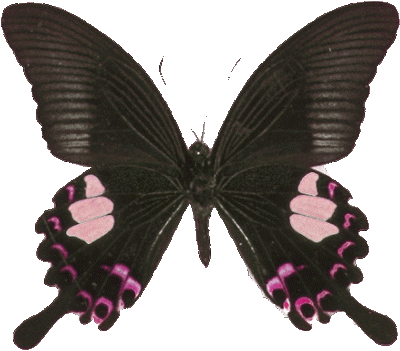 سكرابز فراشات بدون تحميل Butterfly - Goth Butterfly Transparent (400x351)